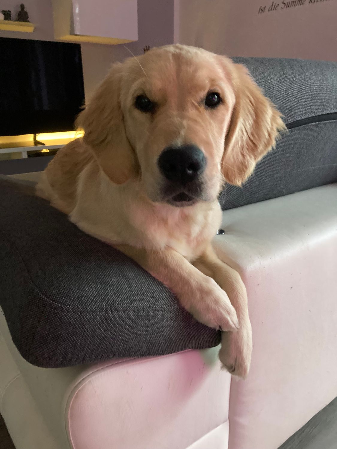 Dogwalking Bello 60 I 3x 60 Minuten I zzgl. Anfahrtskosten