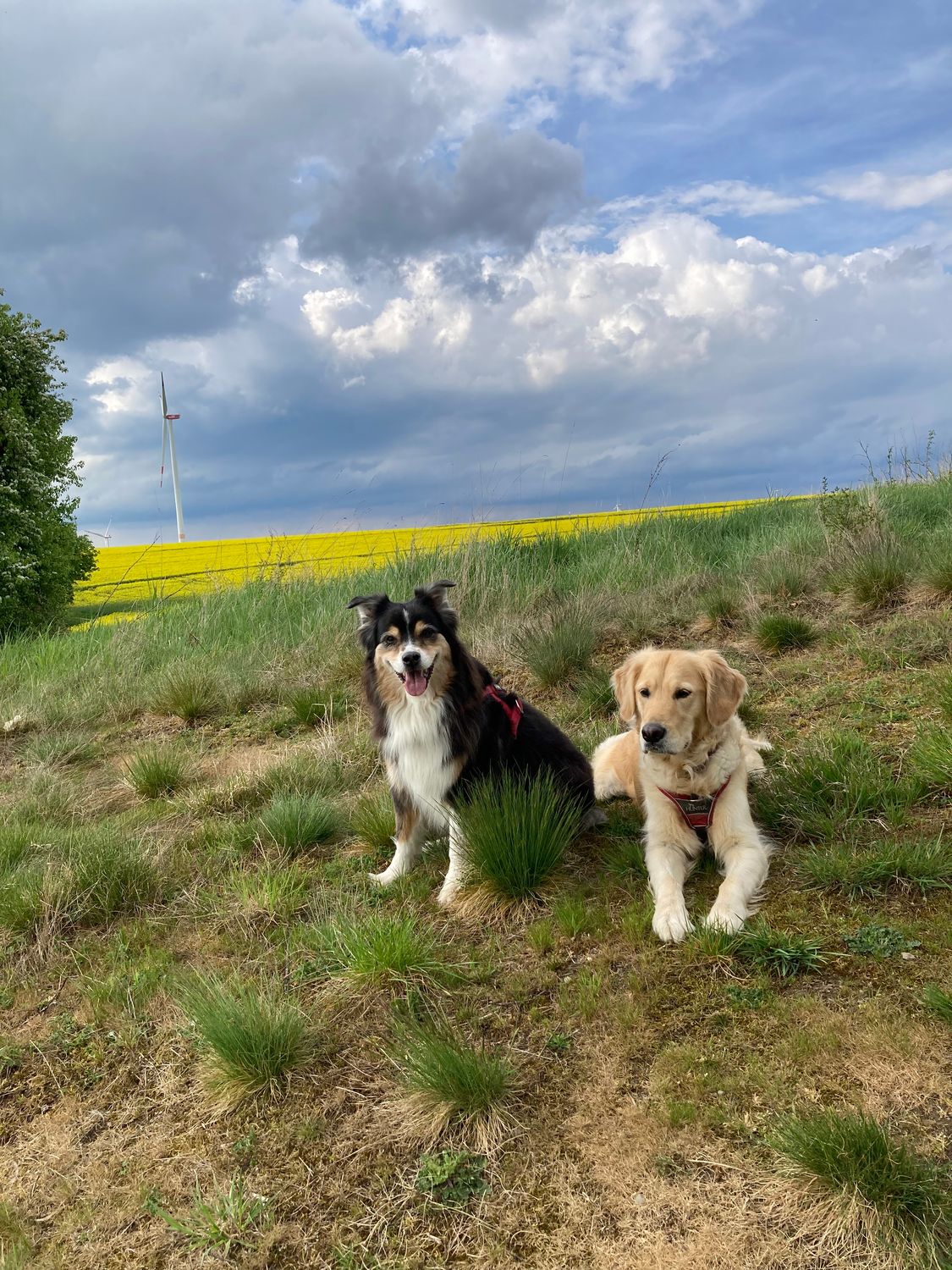 Dogwalking Mia 30 I 5x 30 Minuten I zzgl. Anfahrtskosten