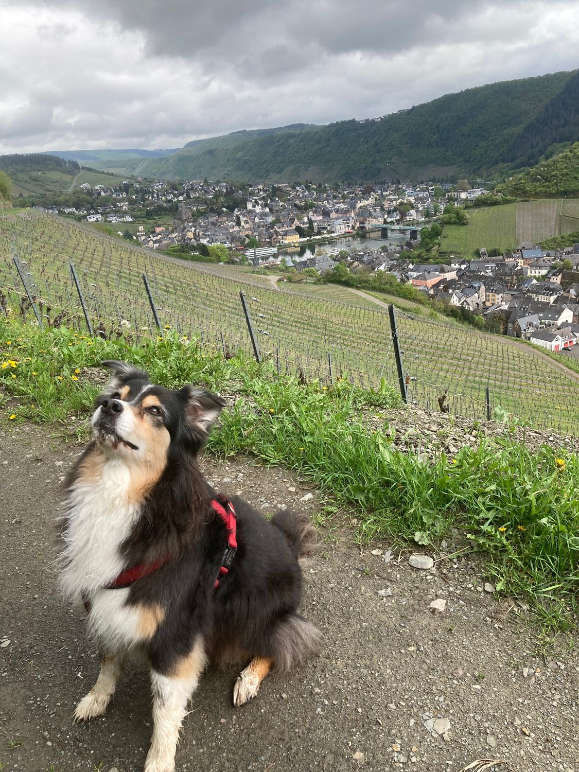 Dogwalking Mia 60 I 5x 60 Minuten I zzgl. Anfahrtskosten