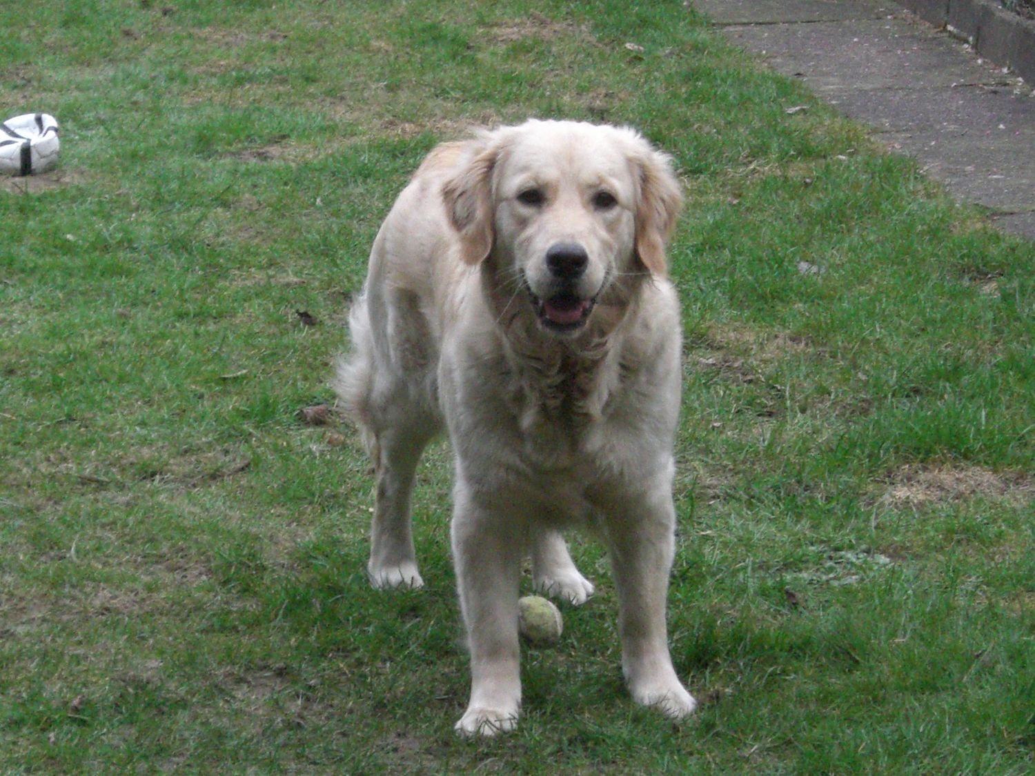 Dogwalking Bello 45 I 3x 45 Minuten I zzgl. Anfahrtskosten