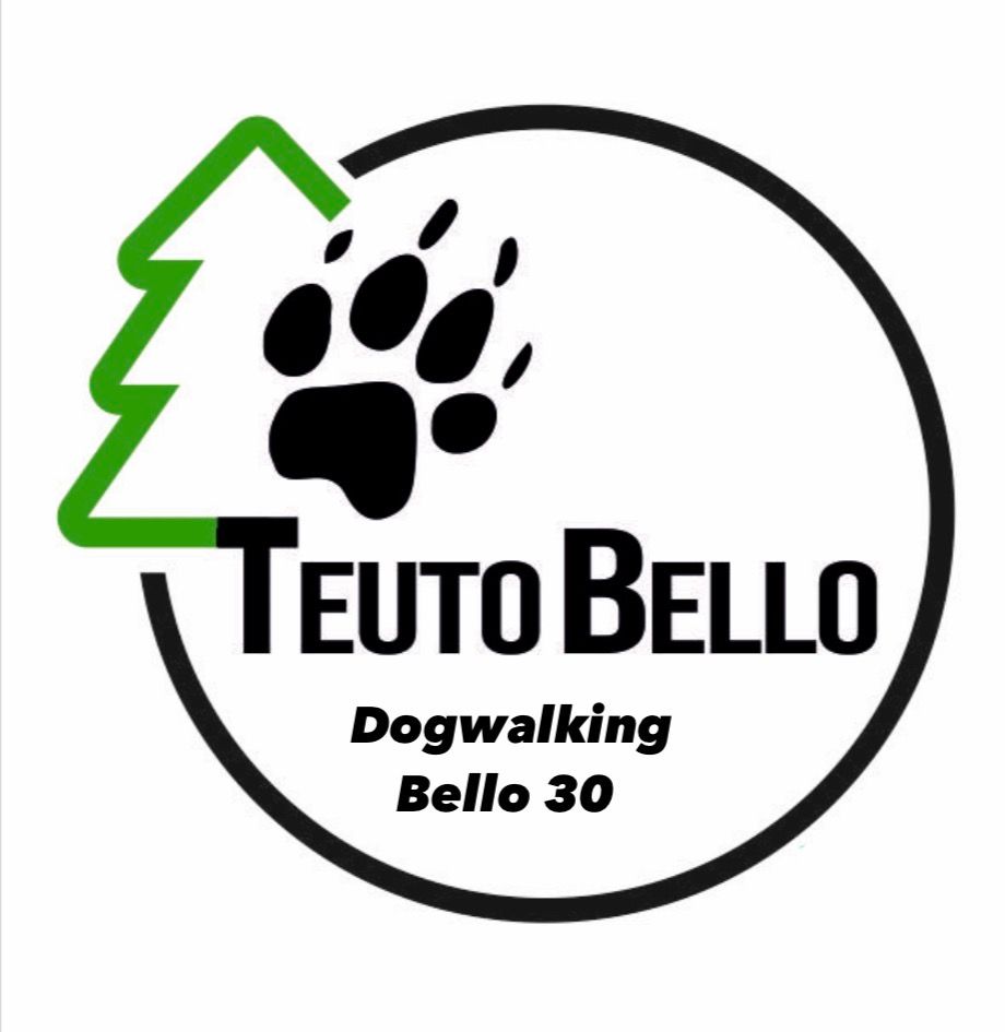 Dogwalking Bello 30 I 3x 30 Minuten I zzgl. Anfahrtskosten