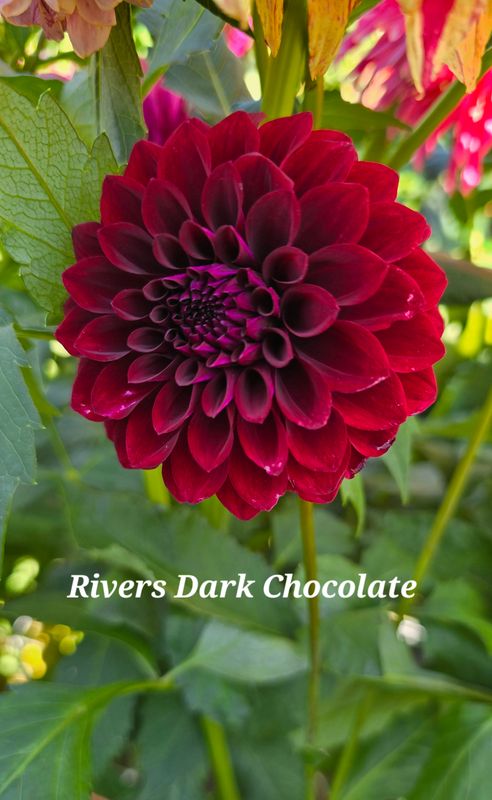 Dahlia Tuber Sales | Blooms on 2nd | Woodworth, ND