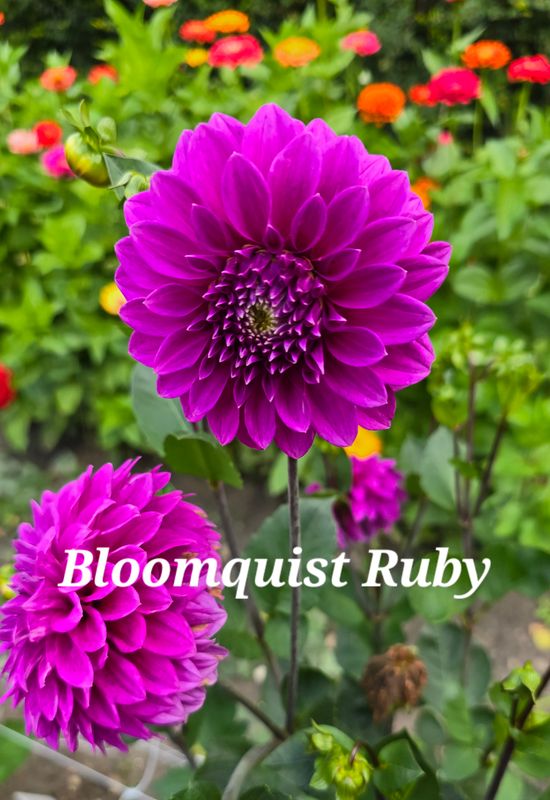 Dahlia Tuber Sales | Blooms on 2nd | Woodworth, ND