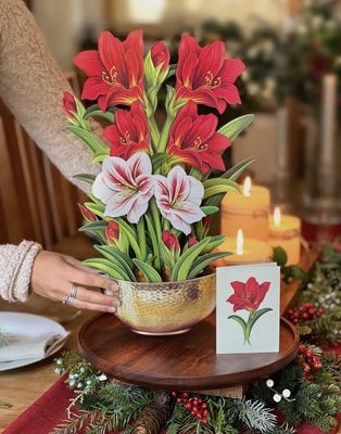 Scarlet Amaryllis