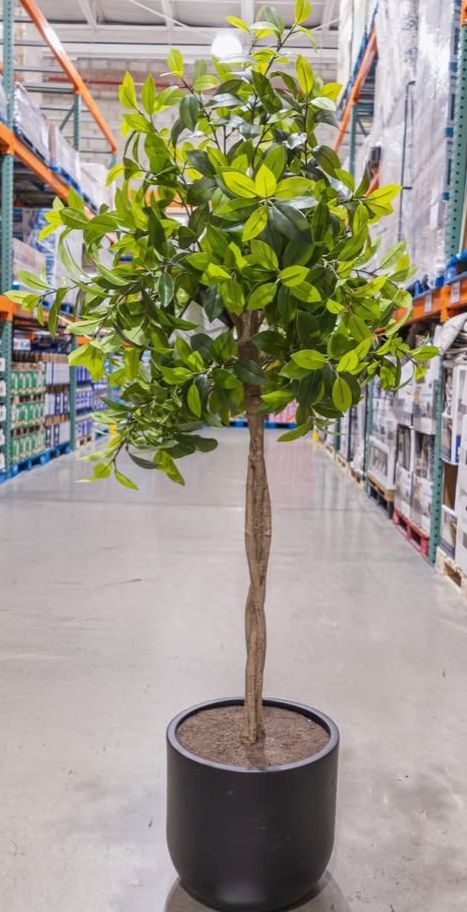 FAUX 6.5' LAUREL TREE | Premium Seasonal &amp; Home Collection | Home Deals | 1812456