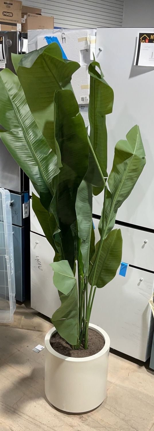 BANANA TREE – Premium Overstock Item – Pallet 6554495