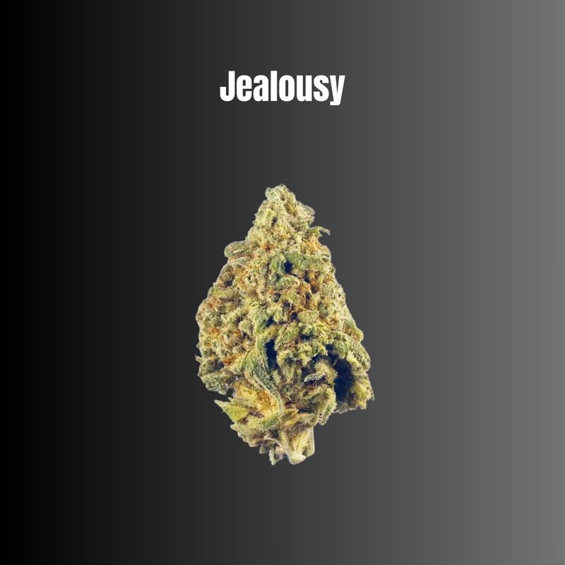 Jealousy - Hybrid Flower Jealousy - Hybrid Flower