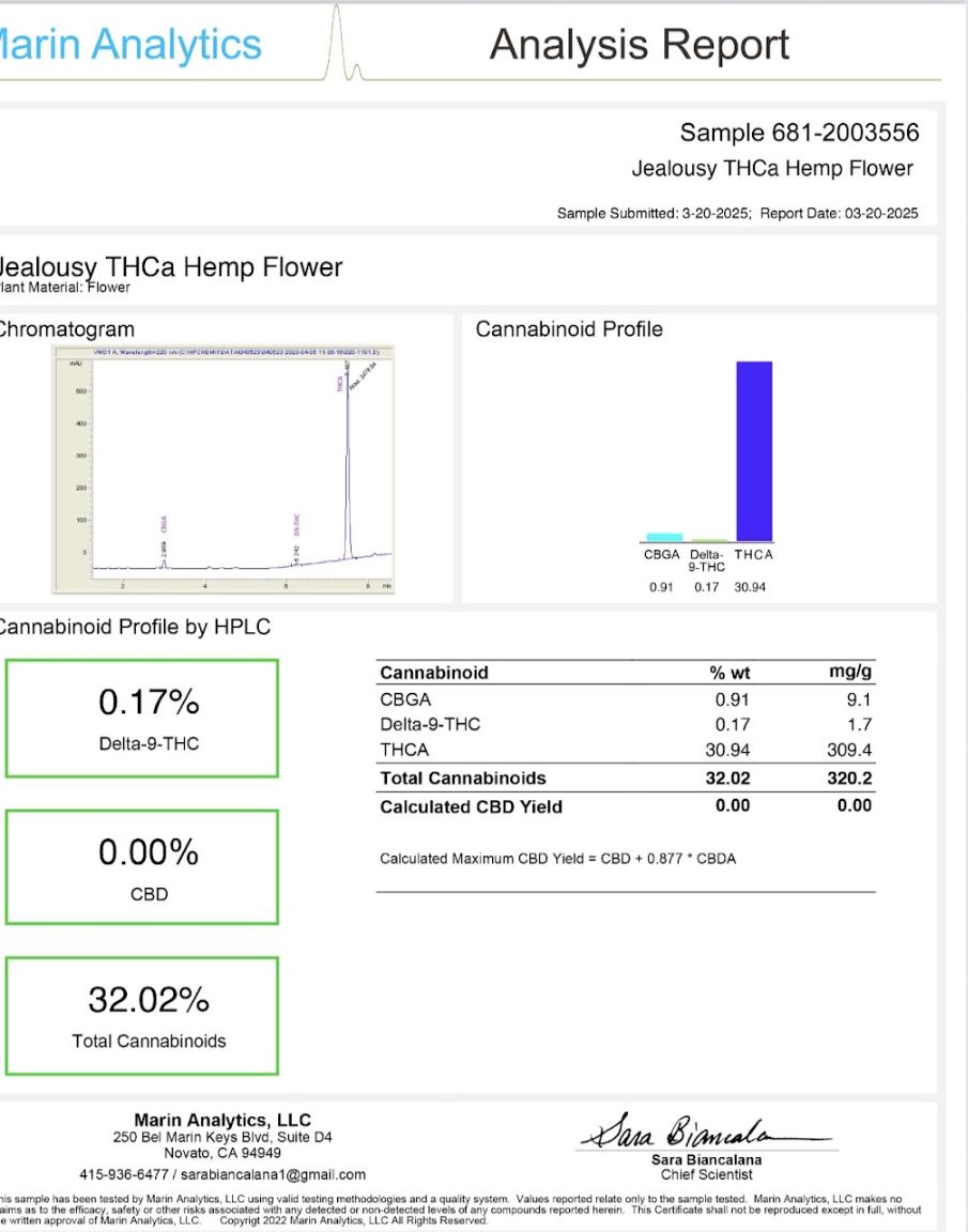 Jealousy - Hybrid Flower Jealousy - Hybrid Flower