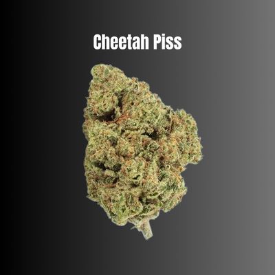 Cheetah Piss - Hybrid Flower