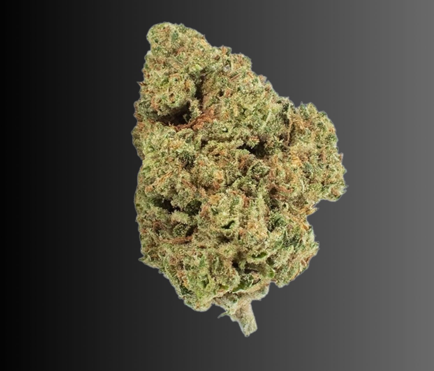 Vanilla Ice- Hybrid Flower