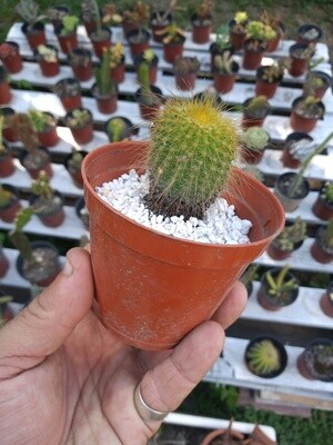 Cactus &amp; Crasas en Maceta N°8 en maceta Plastica