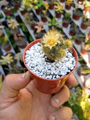 Cactus, crasas, suculentas en maceta N°6 plastica