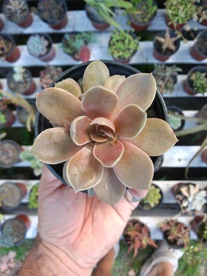 Cactus, crasas, suculentas en Maceta N°9 plástica