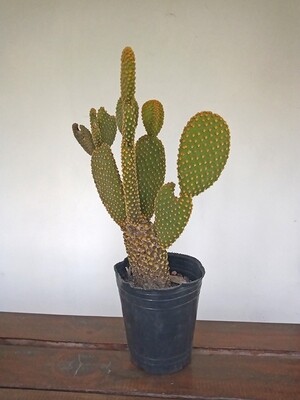 Cactus Opuntia Microdaysys