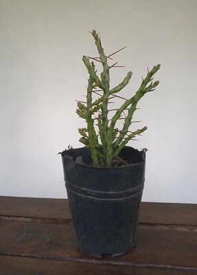 Cactus Cilindropuntia Leptocaulis