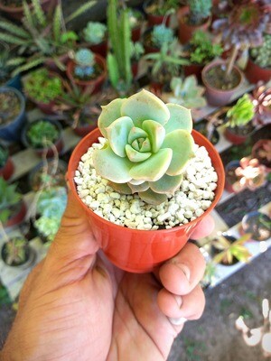 Cactus, crasas, suculentas en maceta N°6 plastica