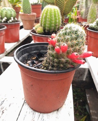 Cactus en Maceta N°9