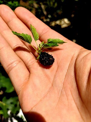 Mulberries (Morus)