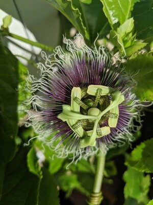Purple Varieties