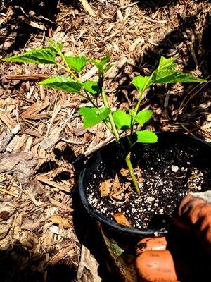 Mulberry