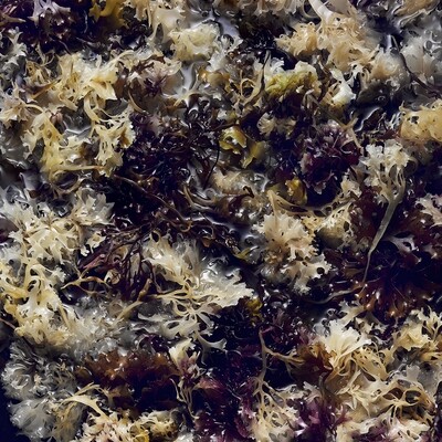 Seaweed (Local Delivery Only)