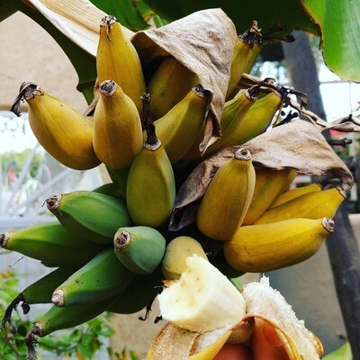 Bananas (Musa)