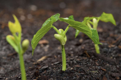 Live Plants