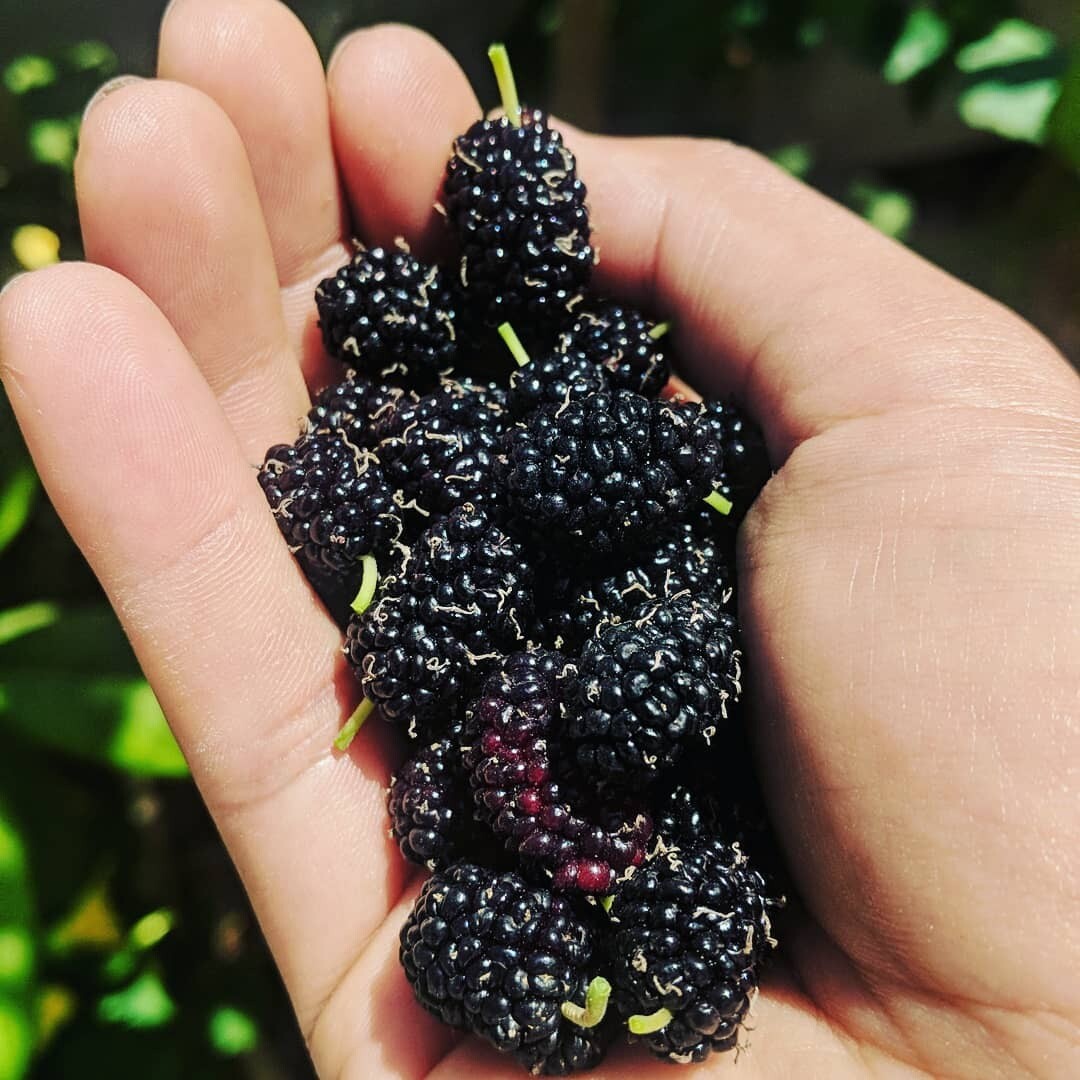 Mulberry, Size: 1 Gallon