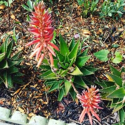 Aloe (Golden Toothed)