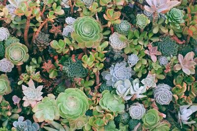 Succulents