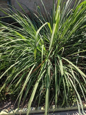 Lemongrass