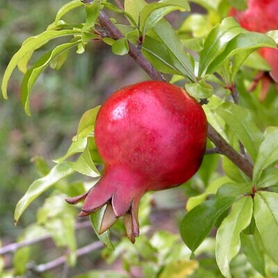 Pomegranate