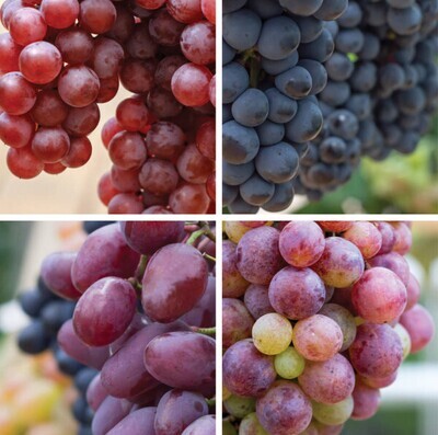 Grapes