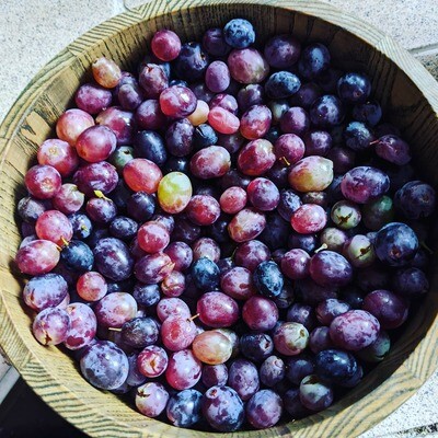 Grapes