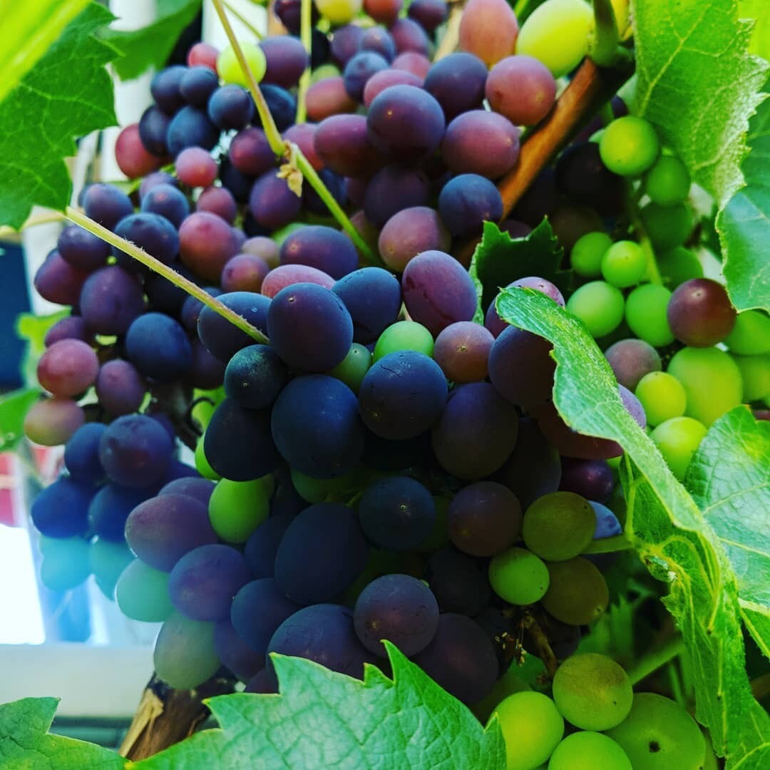 Grapes, Table Grapes: Jupiter