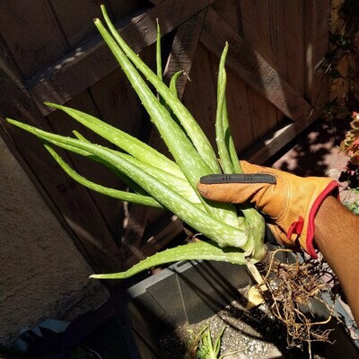 Aloe (Chinensis)