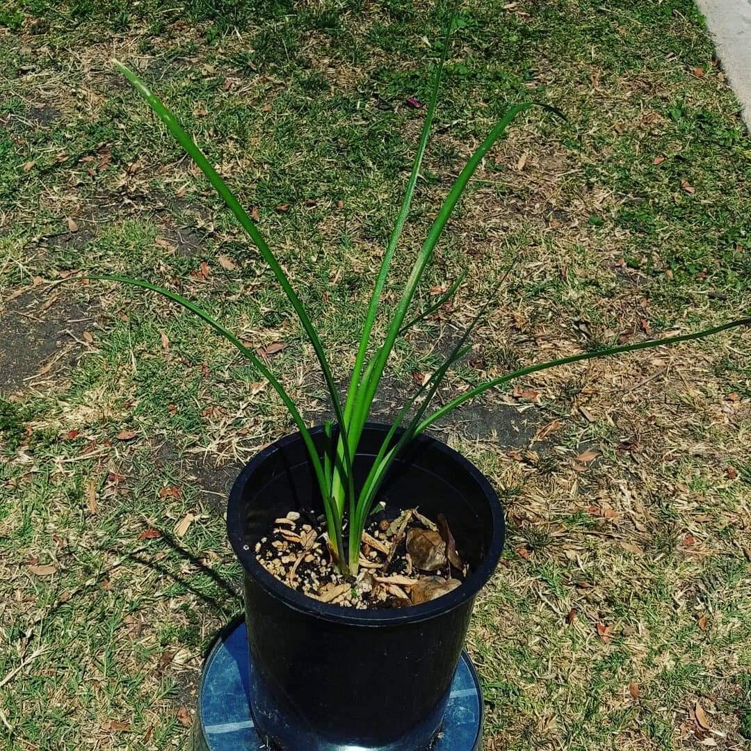 Society Garlic
