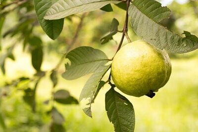 Guava