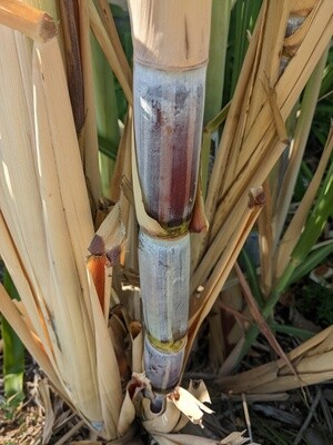 Sugarcane