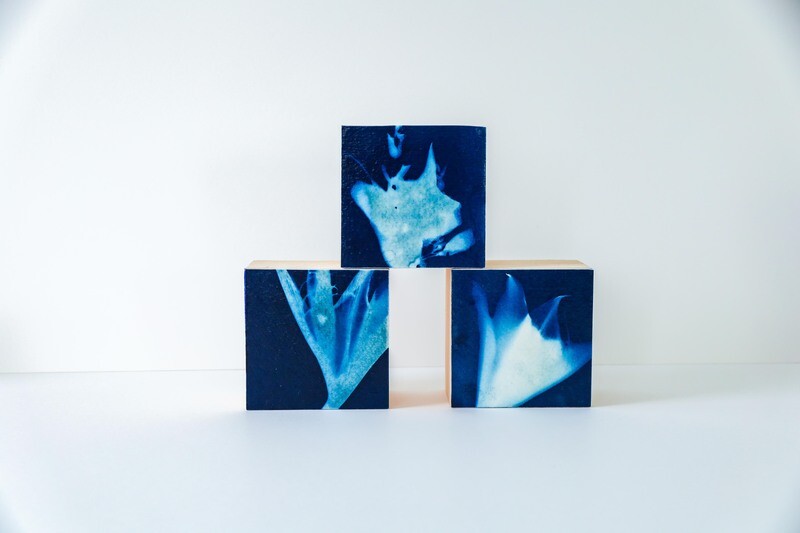 Cyanotype Print - Flora &amp; Fauna Series I - Lilies