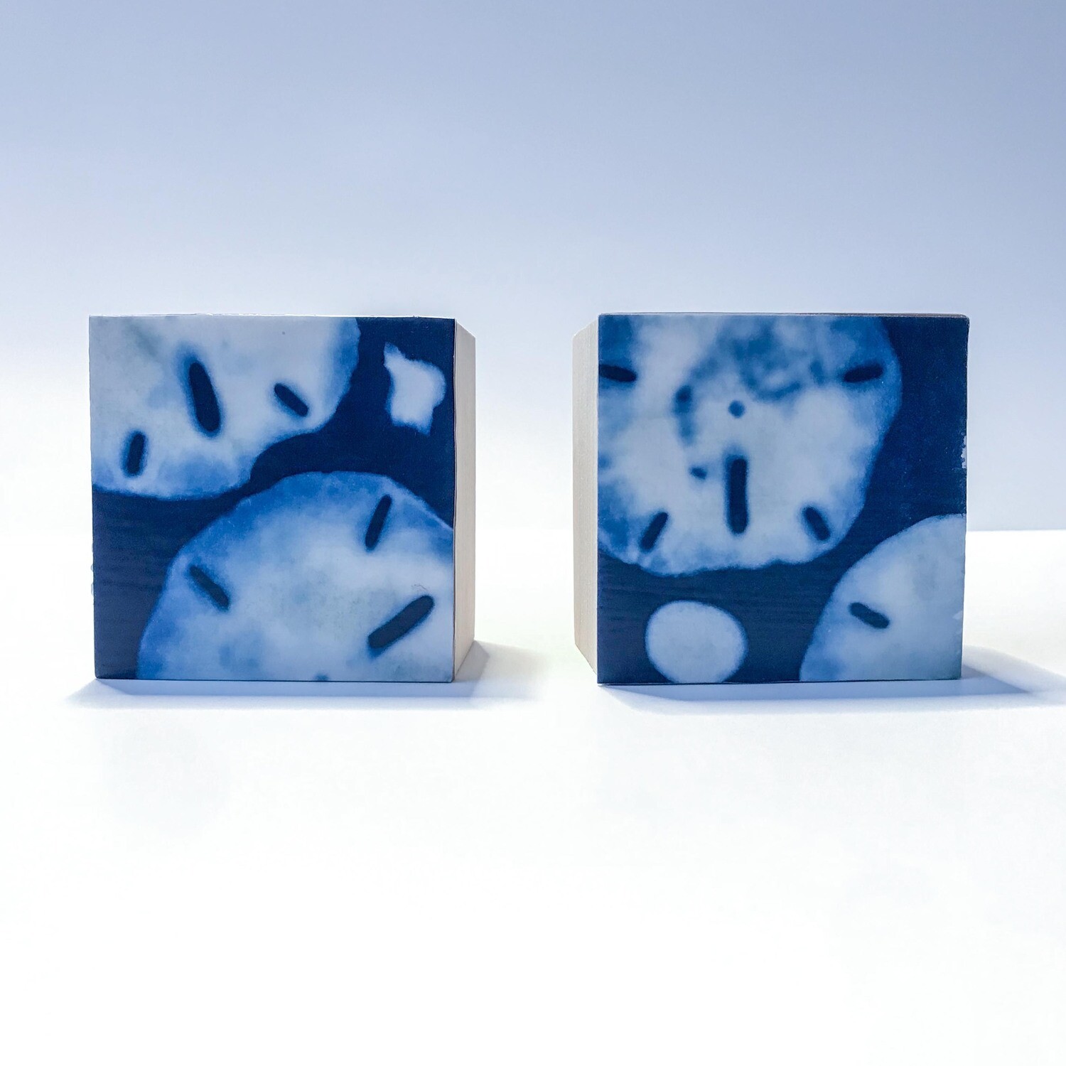 Cyanotype Print - Sand Dollars