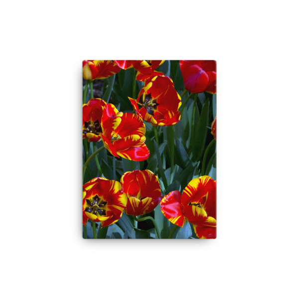 Central Park Tulips - 12x16 Canvas