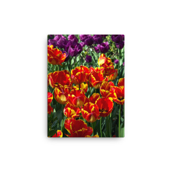 Central Park Tulips, Part 2 - 12x16 Canvas