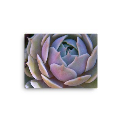 California Succulent, Chalk Lettuce - 12x16 Canvas