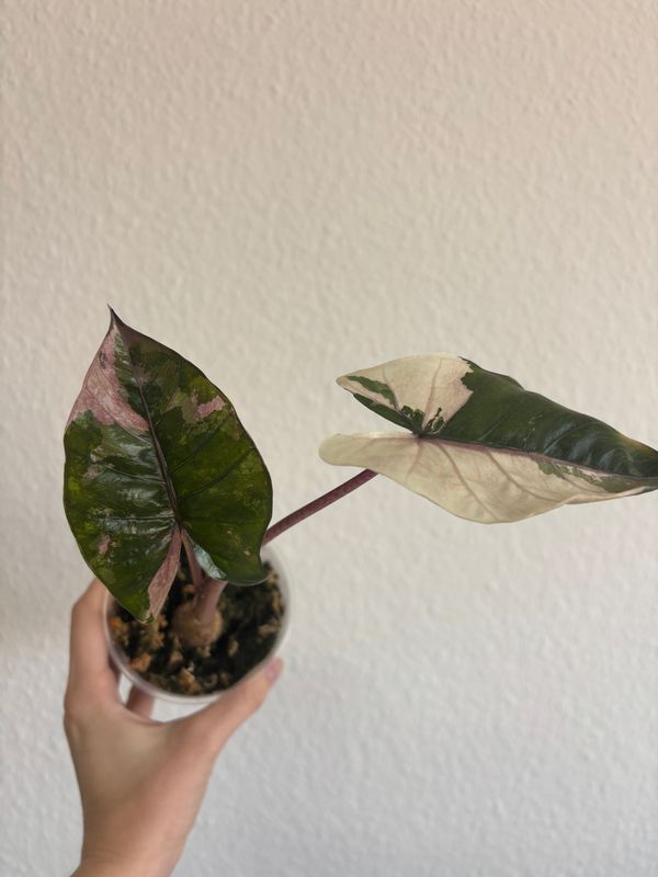 Alocasia Yucatan Princess Pink