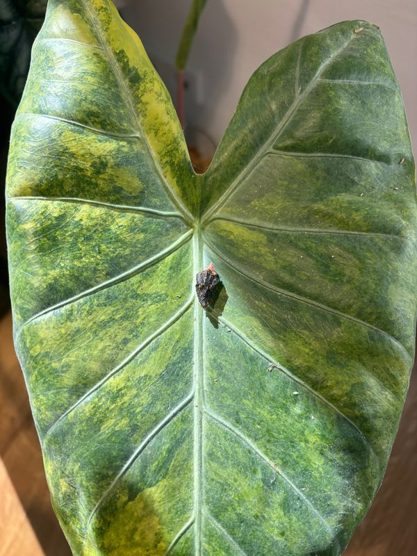 Alocasia Pink Dragon Aurea Rhizom