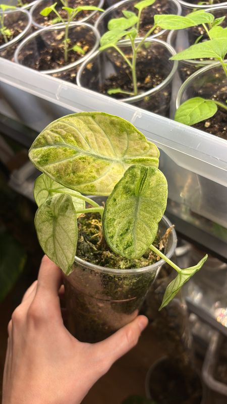 Alocasia Ninja Tricolor