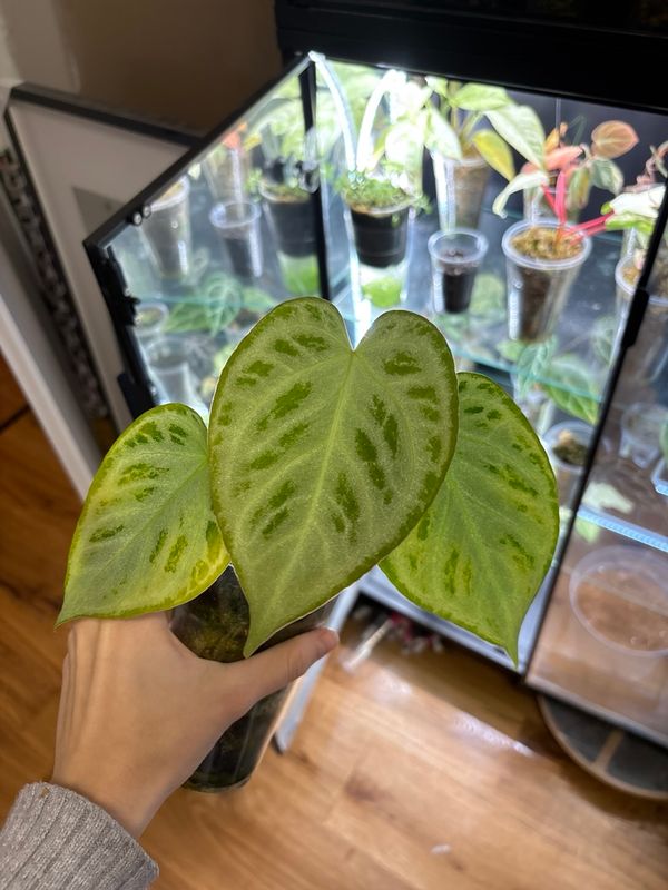 Anthurium Silver Chrome