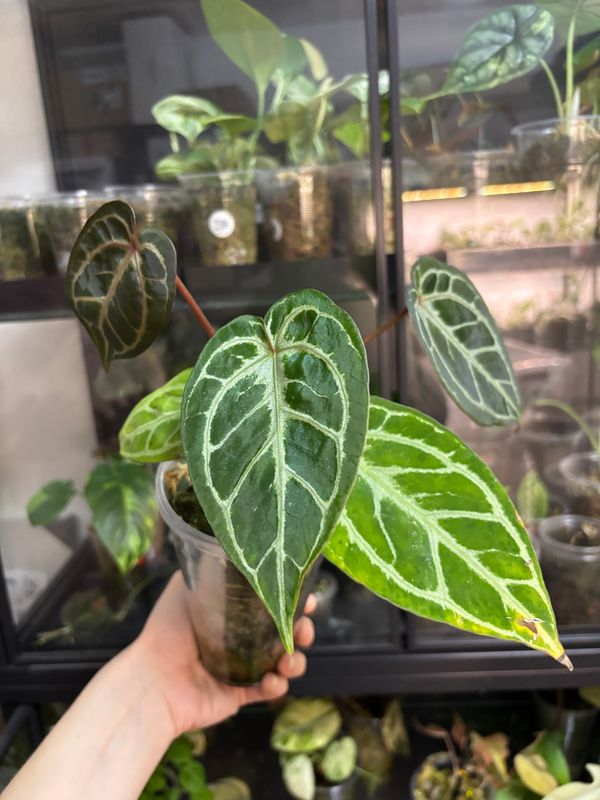 Anthurium Red Crystallinum x KOS