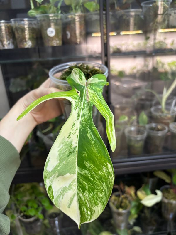 Philodendron Florida Beauty x Squamiferum